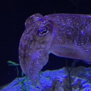 Meet your Posher, Ray